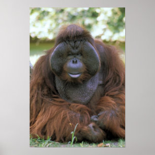 Orangutan Pongo Pygmaeus Poster