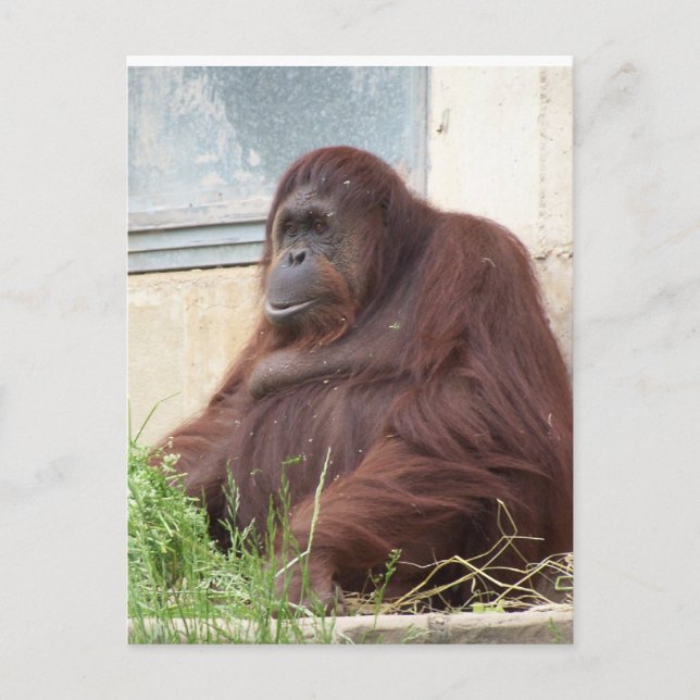 Orangutan Portrait Postcard (Front)