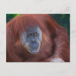 Orangutan Postcard