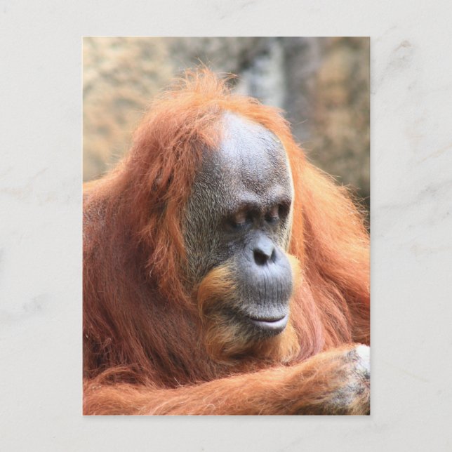 Orangutan Postcard (Front)
