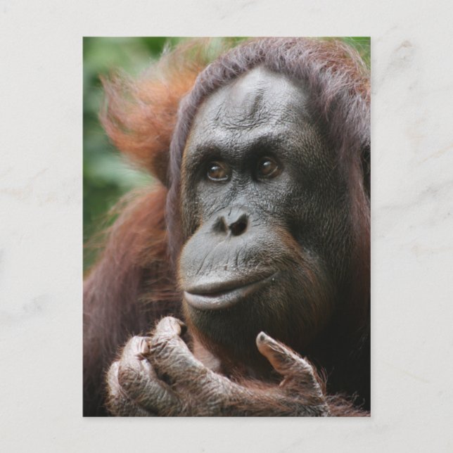 Orangutan Postcard (Front)