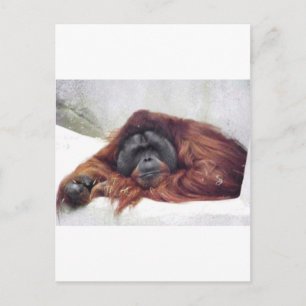 Orangutan Postcard