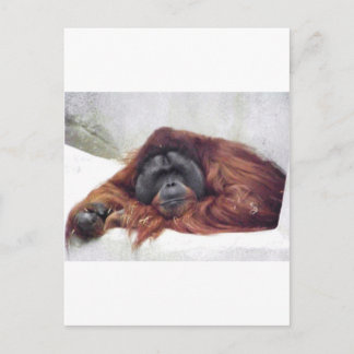 Orangutan Postcard