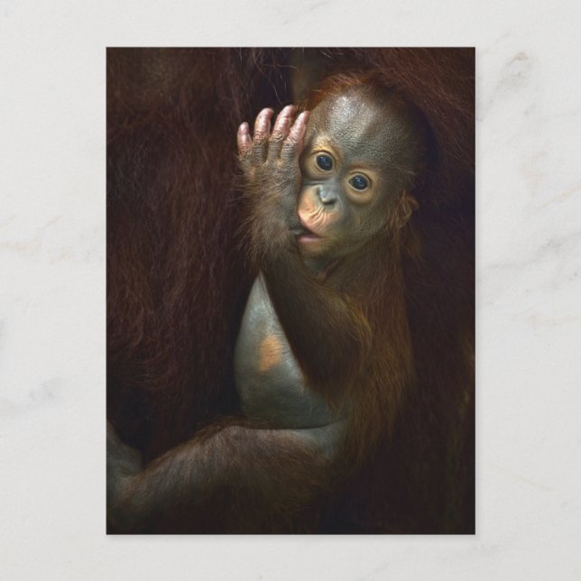 Orangutan Postcard (Front)
