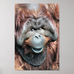ORANGUTAN POSTER