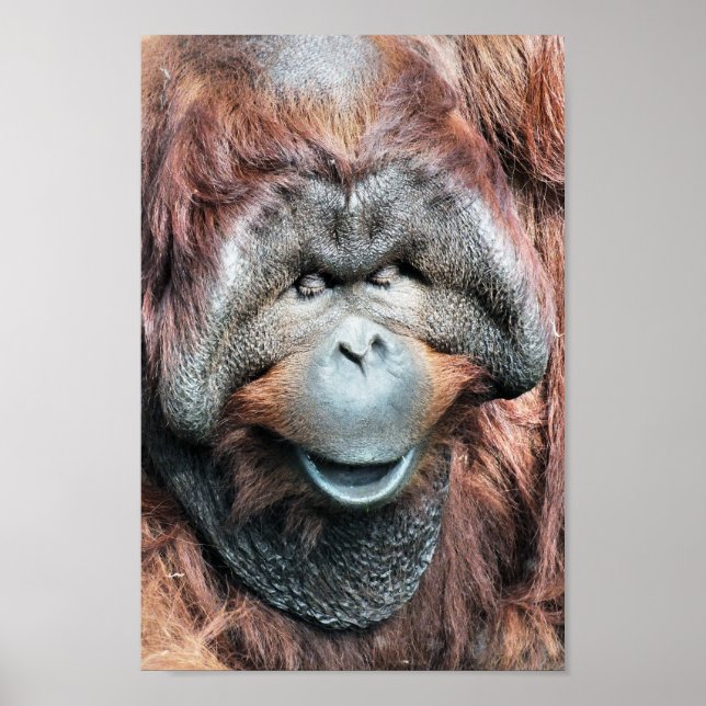 ORANGUTAN POSTER (Front)