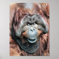 ORANGUTAN