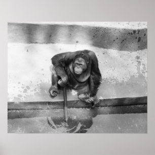 Orangutan Poster