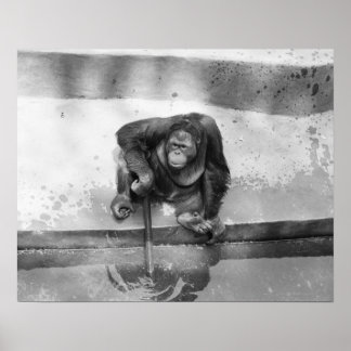 Orangutan Poster