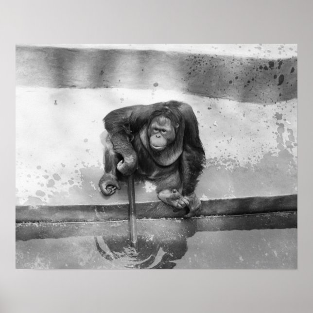 Orangutan Poster (Front)