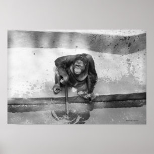 Orangutan Poster