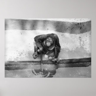 Orangutan Poster