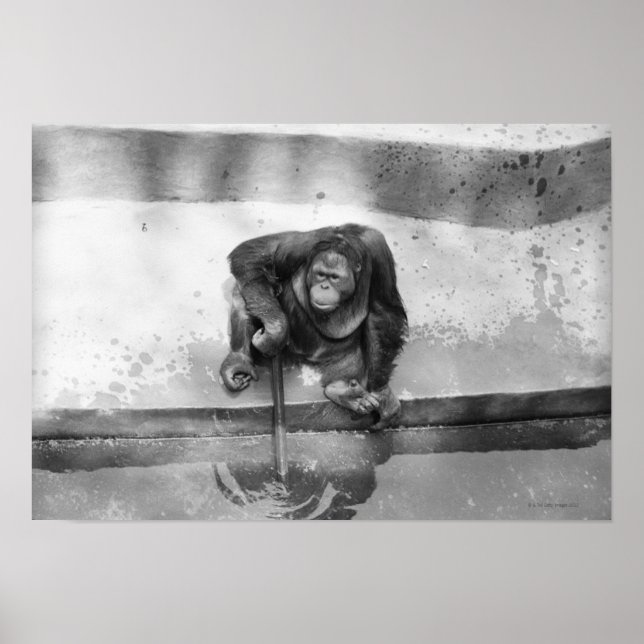 Orangutan Poster (Front)