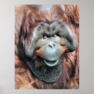 ORANGUTAN POSTER
