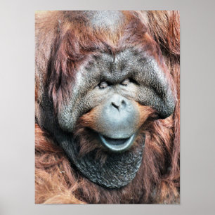 ORANGUTAN POSTER