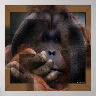 Orangutan Print