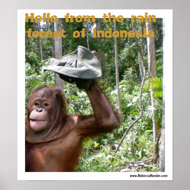 Orangutan rain forest welcome poster (Front)