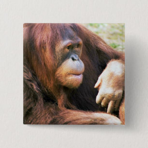 Orangutan Reclining 15 Cm Square Badge