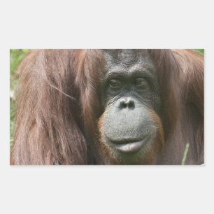 Orangutan Rectangular Sticker