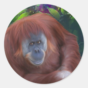 Orangutan Sticker