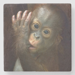 Orangutan Stone Coaster