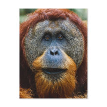 Orangutan - Sumatra, Indonesia