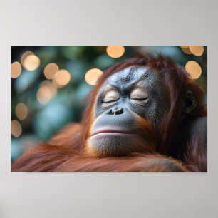 Orangutan Wild Animal Relaxing Portrait Poster