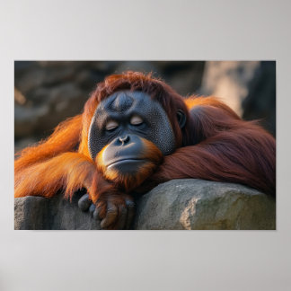 Orangutan Wild Animal Relaxing Portrait  Poster