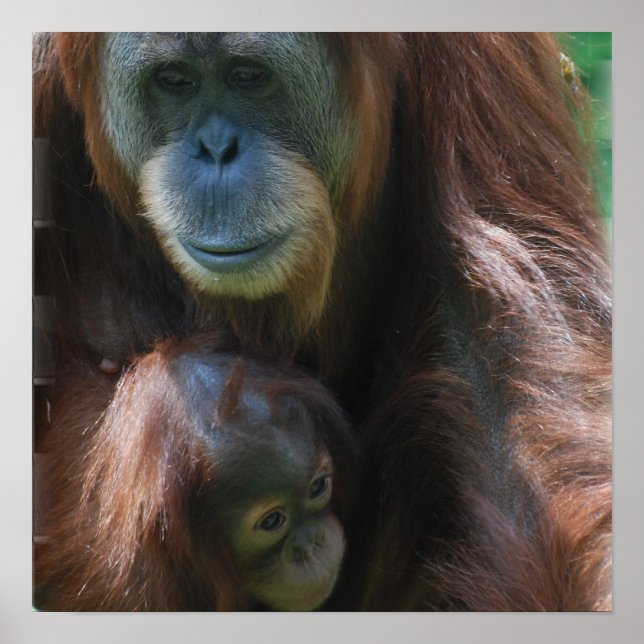 Orangutan with Baby Poster (Front)