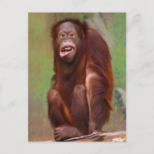 Orangutang Pongo pygmaeus Looking Stupid Postcard