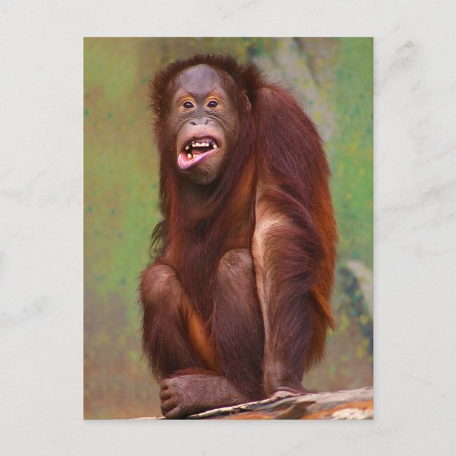 Orangutang Pongo pygmaeus Looking Stupid Postcard (Front)