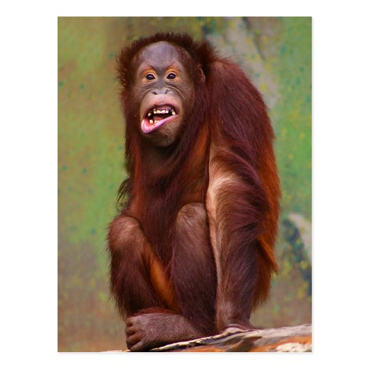 Orangutang Pongo pygmaeus Looking Stupid Postcard