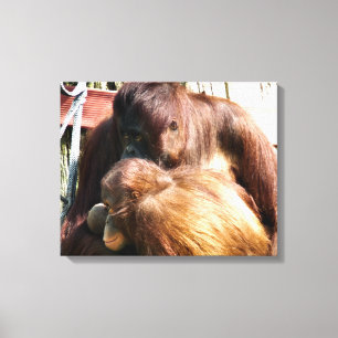 ORANGUTANS CANVAS PRINT