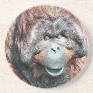 ORANGUTANS COASTER