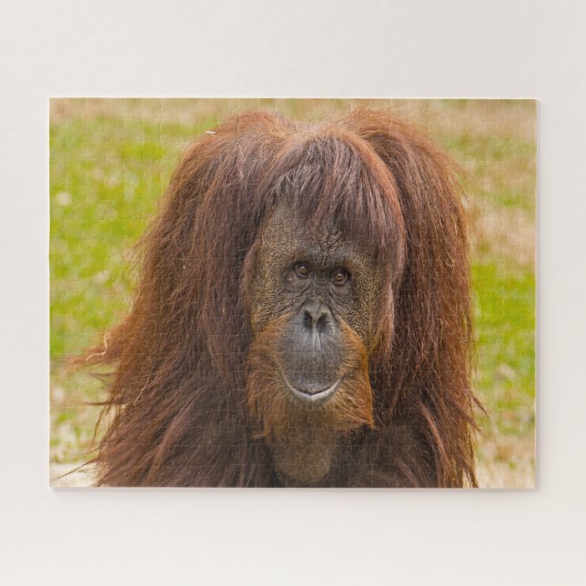 Orangutans. Jigsaw Puzzle (Horizontal)