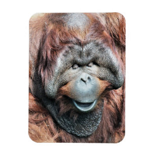 ORANGUTANS MAGNET