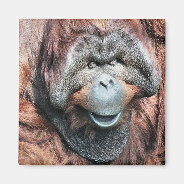 ORANGUTANS MAGNET (Front)