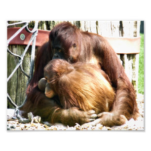 ORANGUTANS PHOTO PRINT