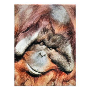 ORANGUTANS PHOTO PRINT