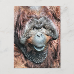 ORANGUTANS POSTCARD