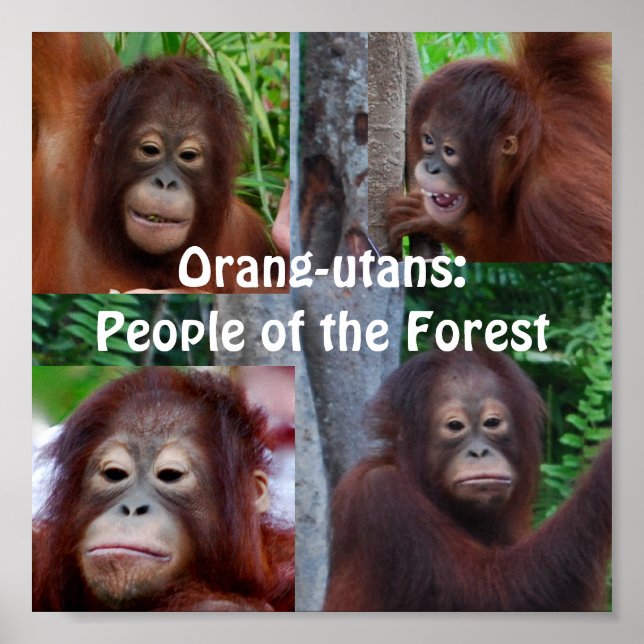 Orangutans Poster (Front)