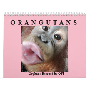 Orangutans Rescued Orphans Calendar