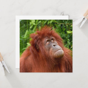 Orangutan's Thoughtful Gaze