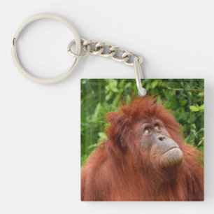 Orangutan's Thoughtful Gaze Key Ring