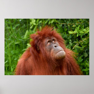 Orangutan's Thoughtful Gaze Poster