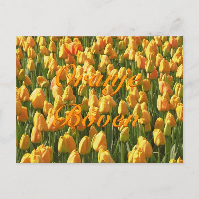 Oranje Boven Orange Tulips Postcard (Front)