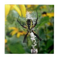 Orb Spider in Web