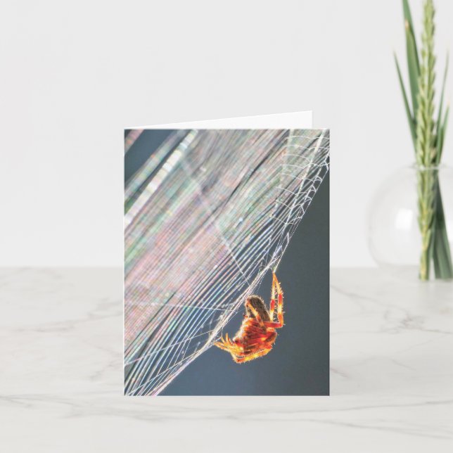 Orb Spider on Web  Card (Front)