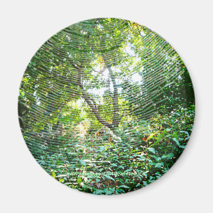 Orb Spider Web - Magnet