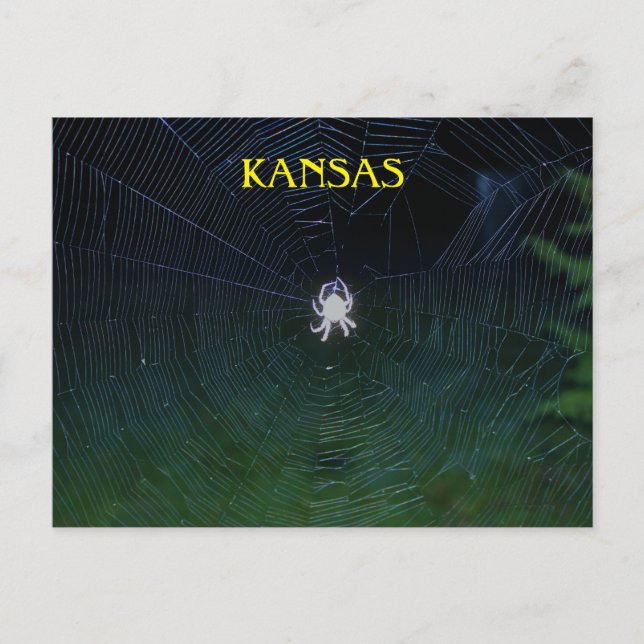 Orb Weaver at Night Postcard (Front)